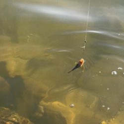 今年初のテナガエビ釣行！！