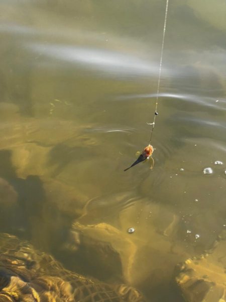 今年初のテナガエビ釣行！！