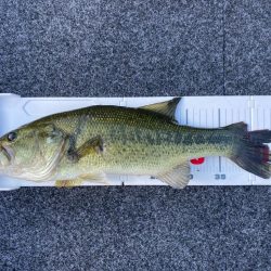 1日ボート釣行!