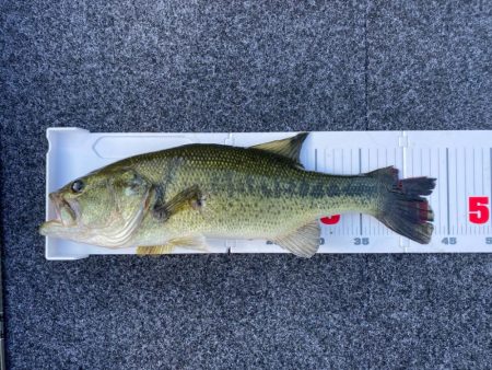 1日ボート釣行!