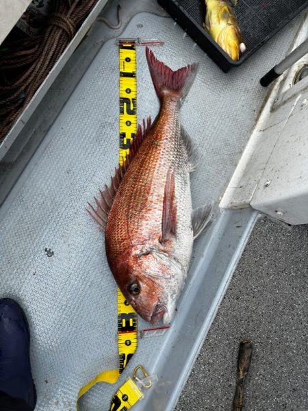 イサキ&ネギング釣行