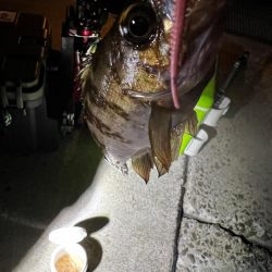 淡路島 北淡釣行