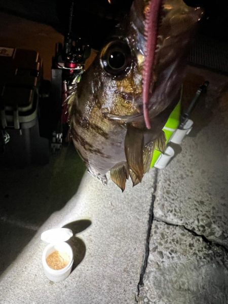 淡路島 北淡釣行