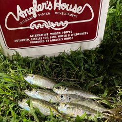 ジグ単de〜アジング♪微妙…汗