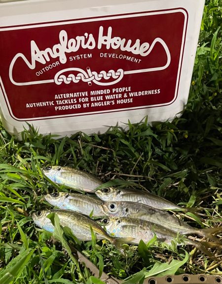 ジグ単de〜アジング♪微妙…汗