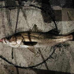 ニューロッド初日で仕留めた1匹