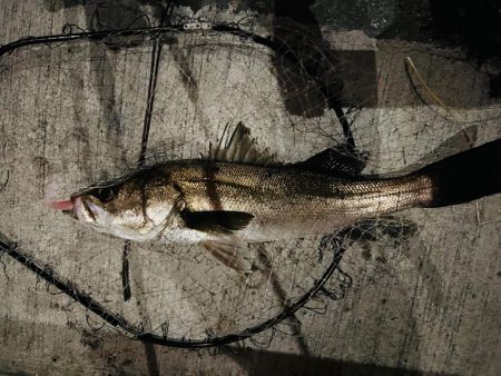 ニューロッド初日で仕留めた1匹