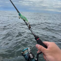 親アオリイカ狙いのはずが…親コウイカ