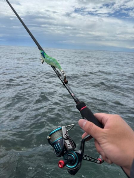 親アオリイカ狙いのはずが…親コウイカ