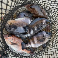 マグロ挑戦権はGETしたけど…