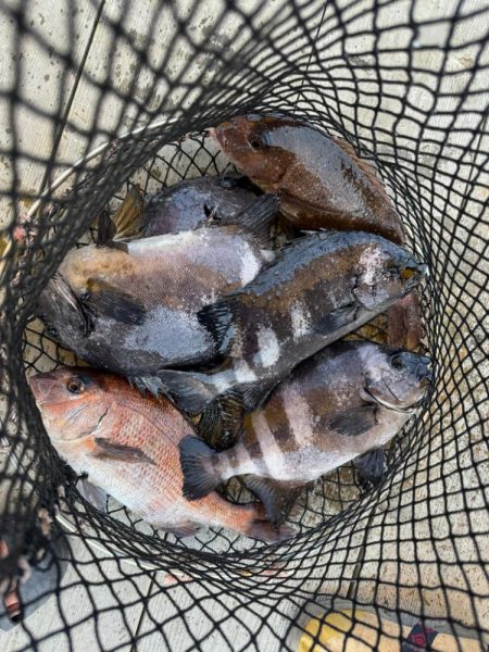 マグロ挑戦権はGETしたけど…