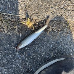 癒しの小物釣り