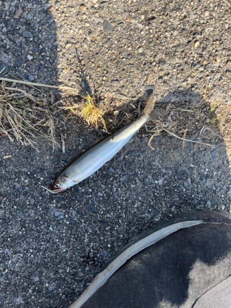 癒しの小物釣り