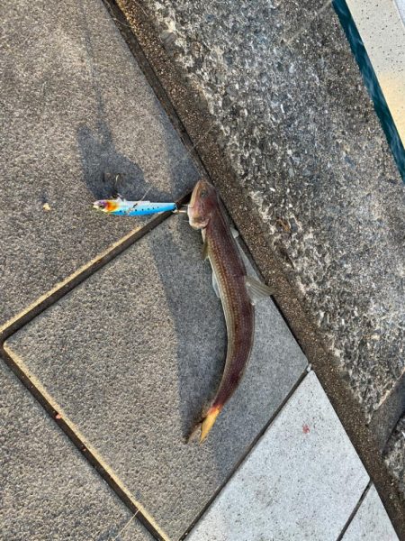 ショアジギング