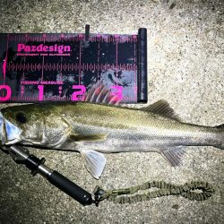 ライトゲームタックルシーバスゲーム