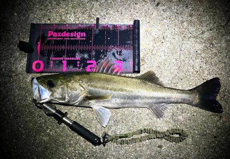 ライトゲームタックルシーバスゲーム