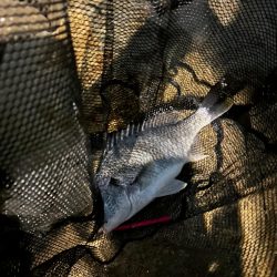 淀川シーバスのはずが、