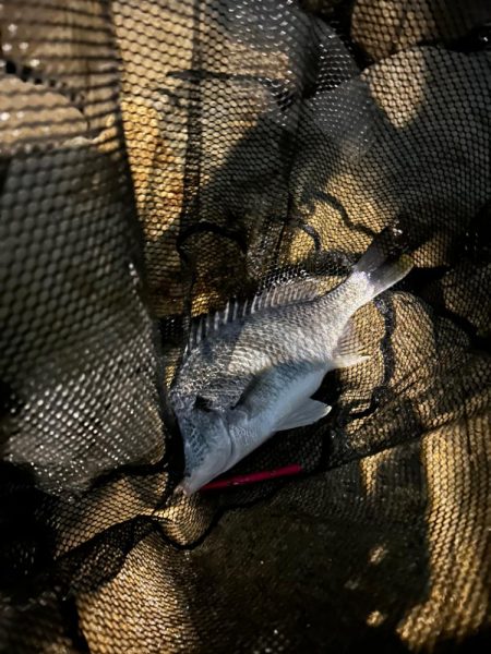 淀川シーバスのはずが、
