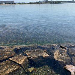 朝マヅメシーバス