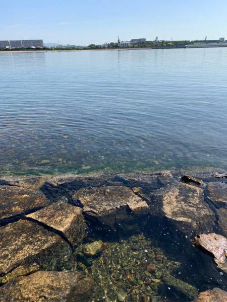 朝マヅメシーバス