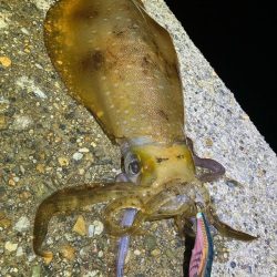 春🦑開幕!\(^o^)/