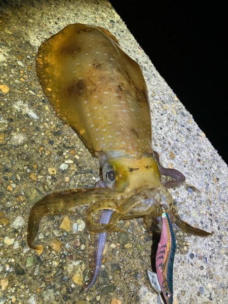 春🦑開幕!\(^o^)/