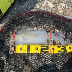 春🦑2杯目GET (^.^)