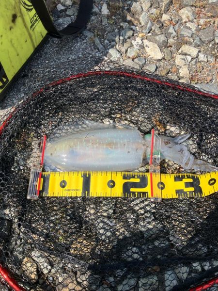 春🦑2杯目GET (^.^…