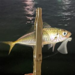 ジグ単de〜アジング♪勉強しなおします。