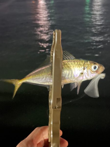 ジグ単de〜アジング♪勉強しなおします。