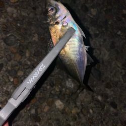 深夜の極寒アジング