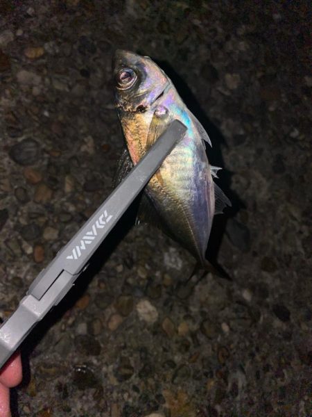 深夜の極寒アジング