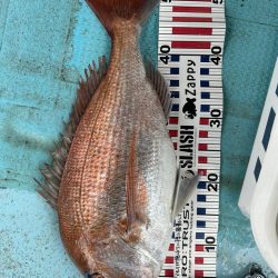 タイラバで真鯛