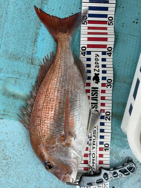 タイラバで真鯛