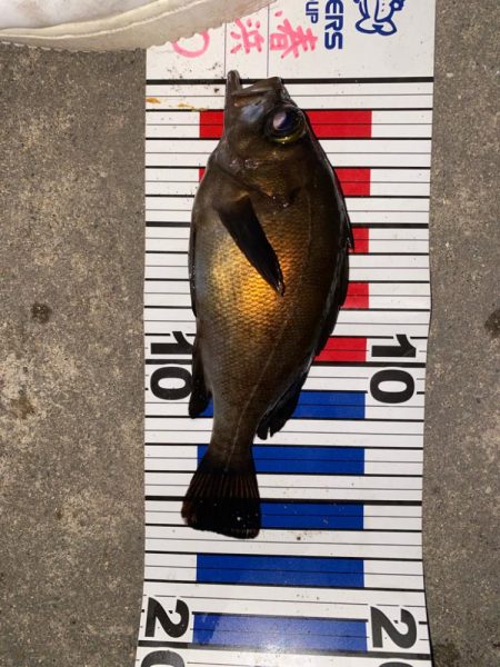 メバリング上向き？