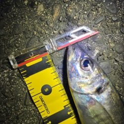 夜な夜なアジング