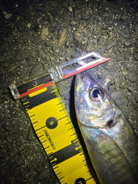 夜な夜なアジング