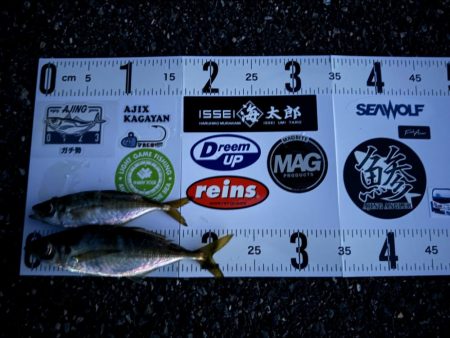 連休初日の夕方🎣