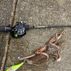 ⭐️やっとタコ開幕