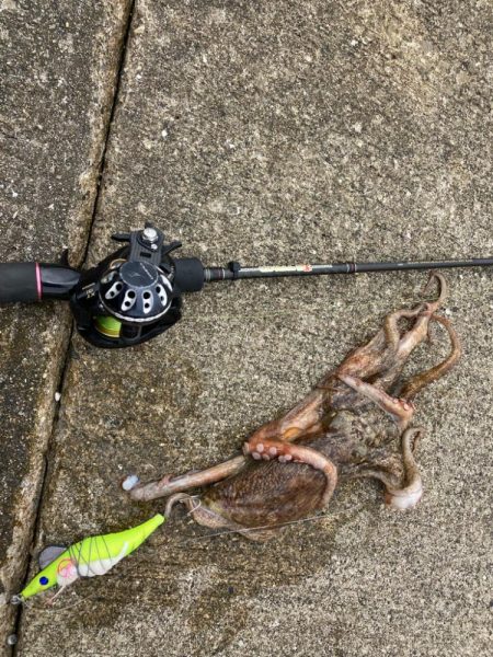 ⭐️やっとタコ開幕