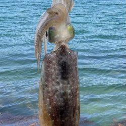 今年初アオリandコウイカ！