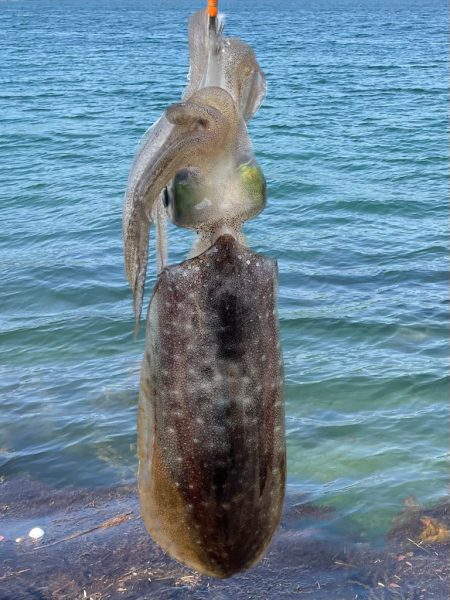今年初アオリandコウイカ！
