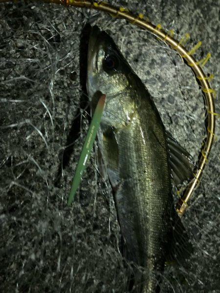 アオリのちシーバス