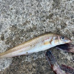 ガシリングでキス釣れました