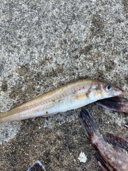 ガシリングでキス釣れました