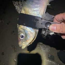 フロート、ショアジギ