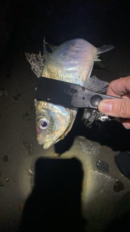 フロート、ショアジギ