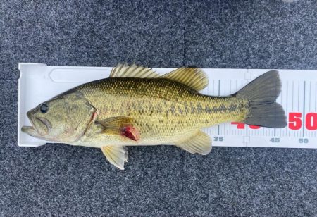 1日ボート釣行！