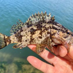 昼間の様子は？