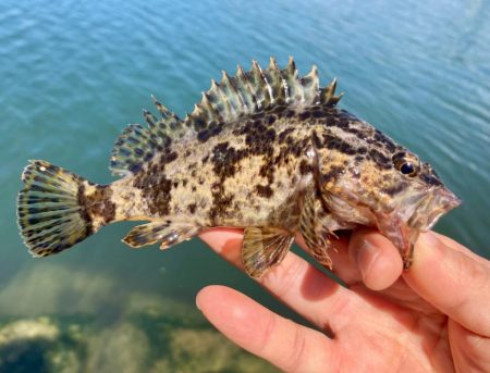 昼間の様子は？